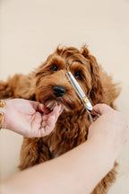 Pawtastic Doodles Pupwell Grooming Kit